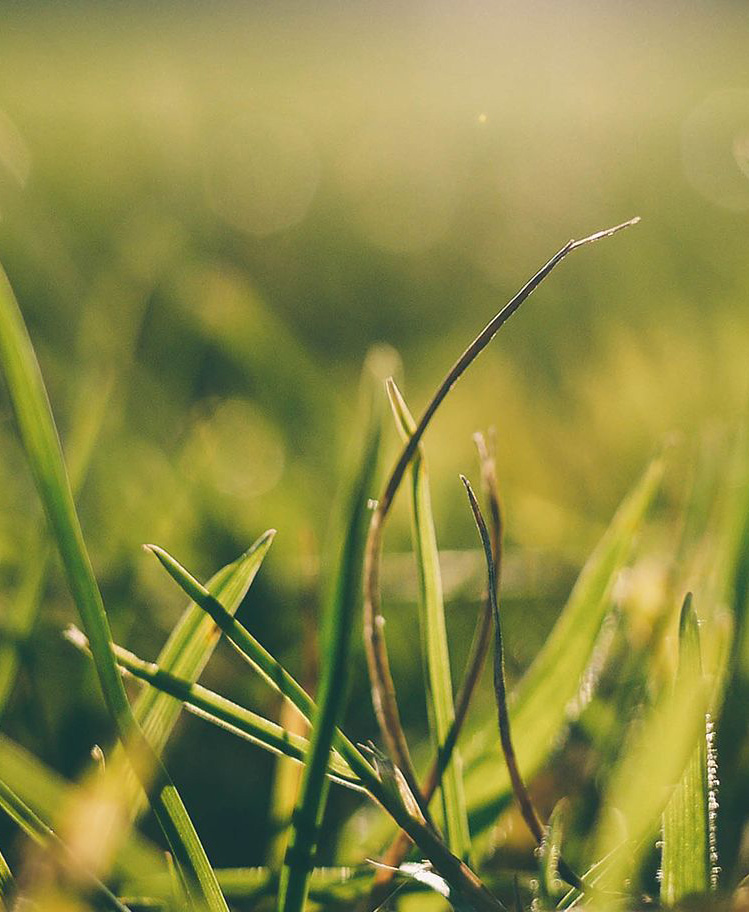 Green grass up close on a sunny day